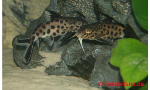 Synodontis grandiops